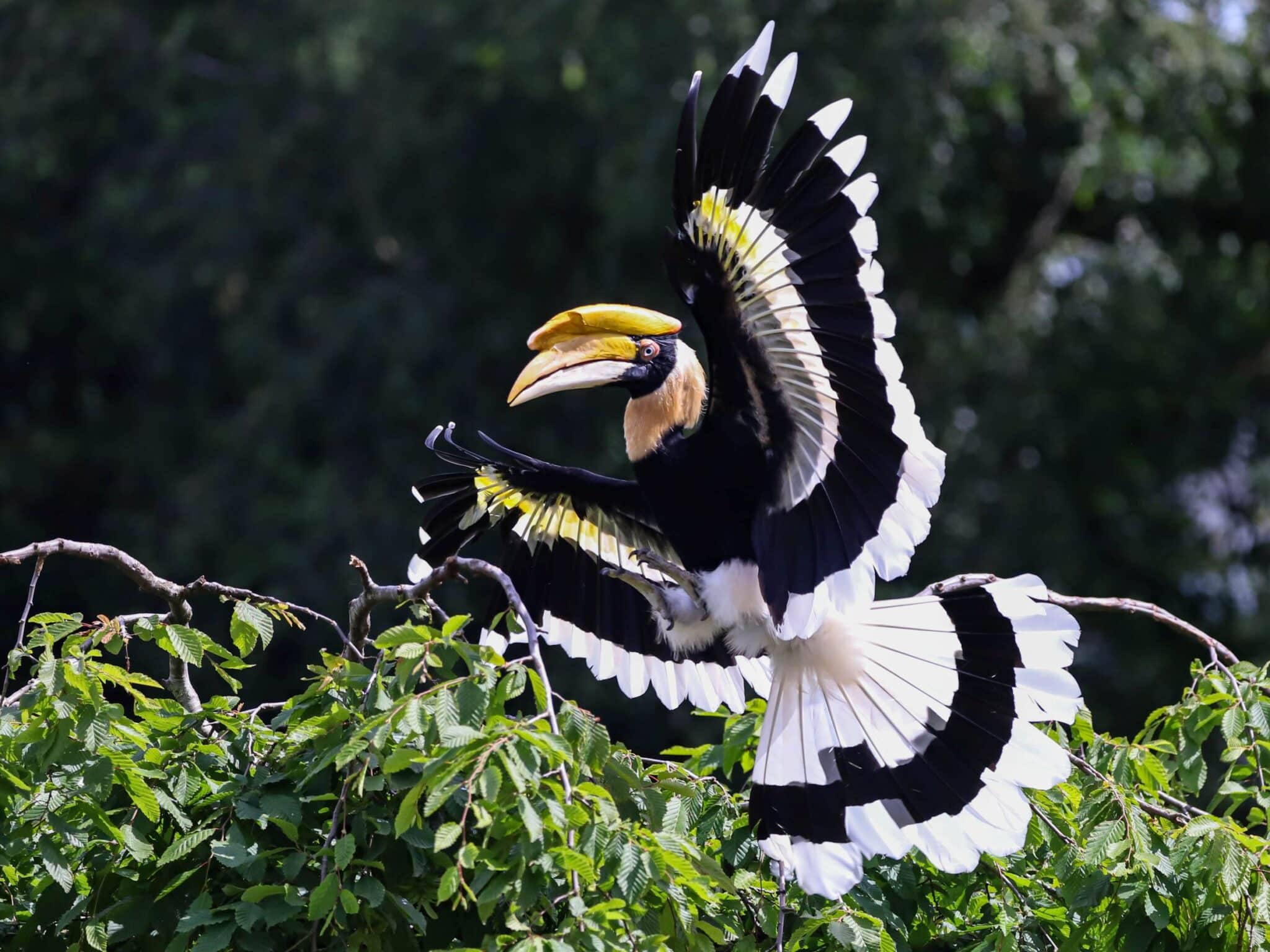 Dubbele Neushoornvogel Tijdens Demo