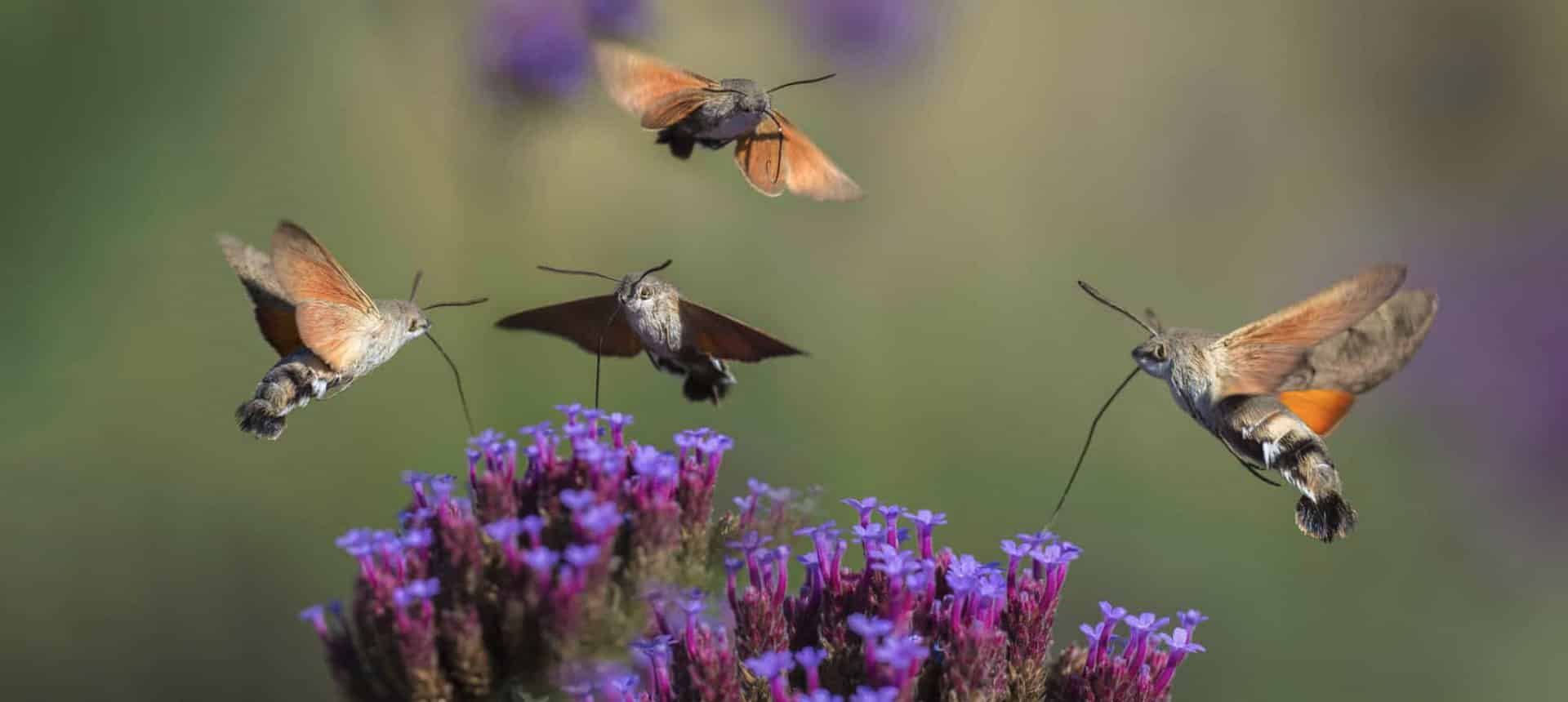 Onze natuur