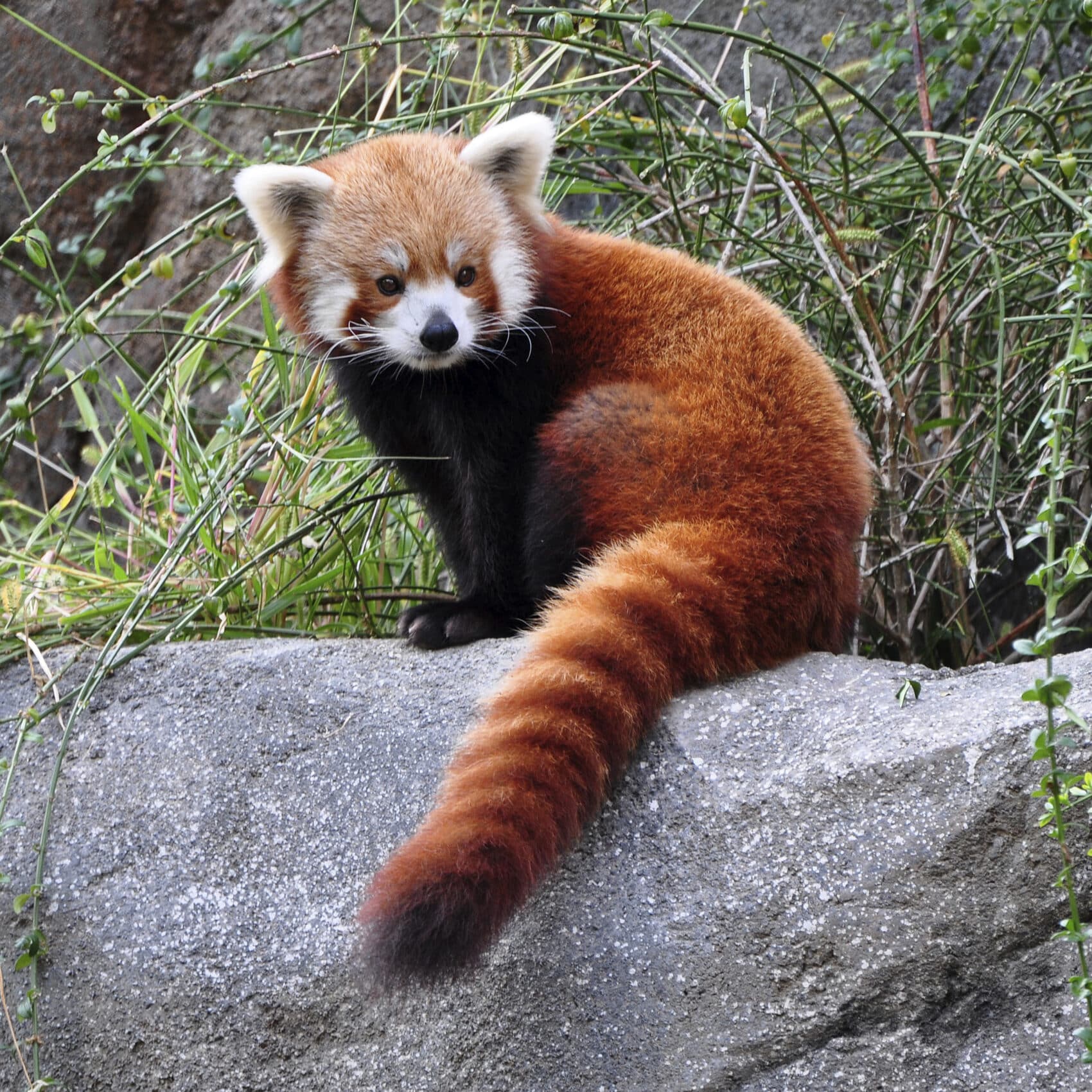 Rode panda - Vogelpark Avifauna