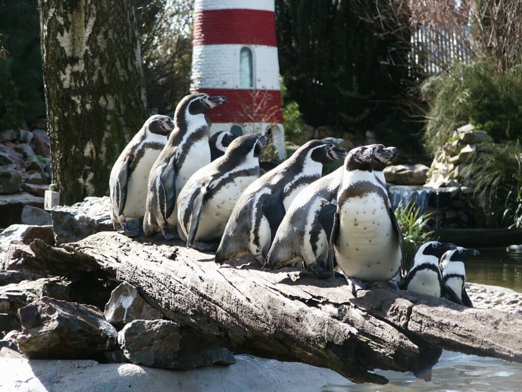 Humboldt pinguïns