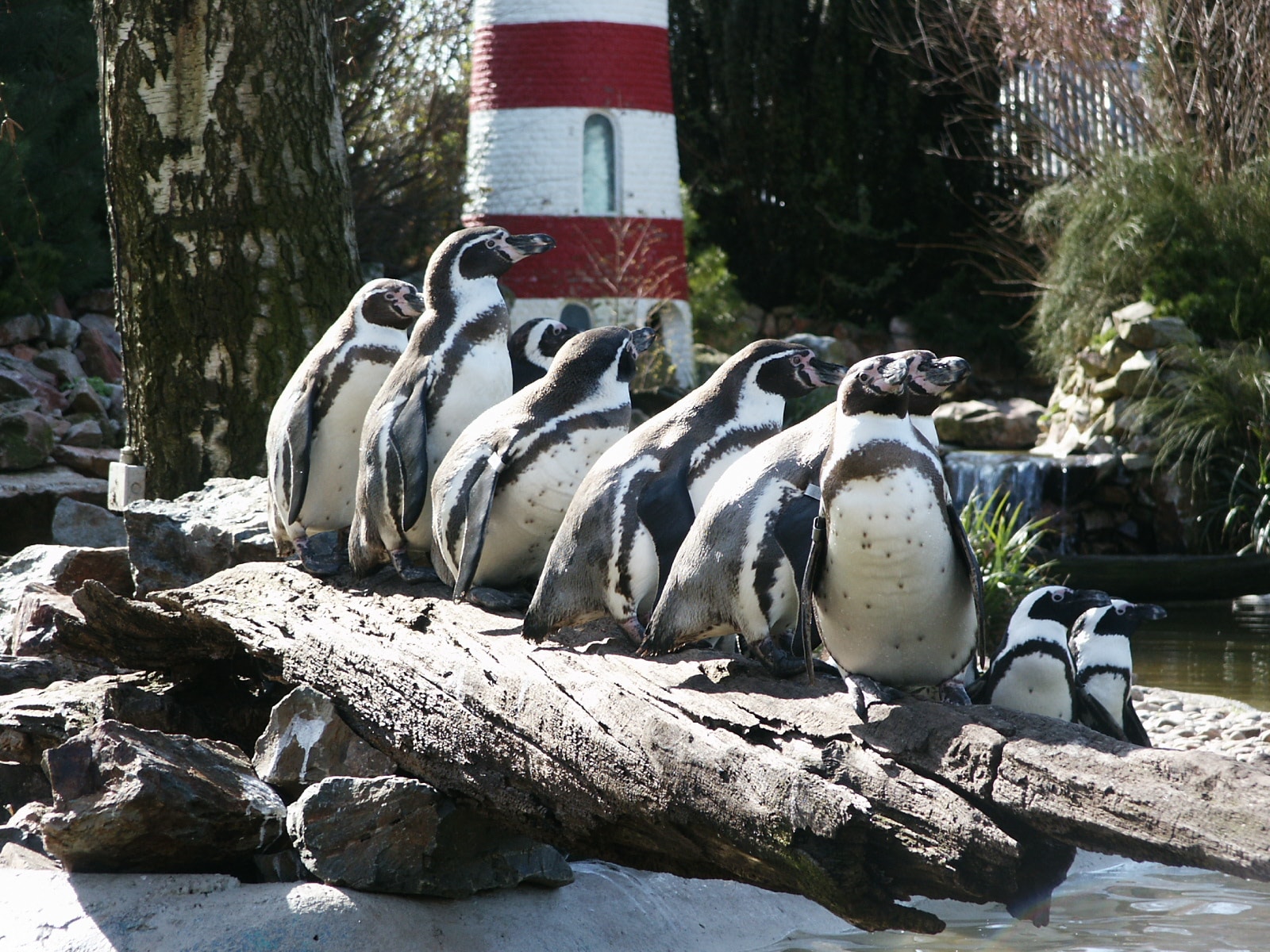 Voederpresentatie Pinguïns
