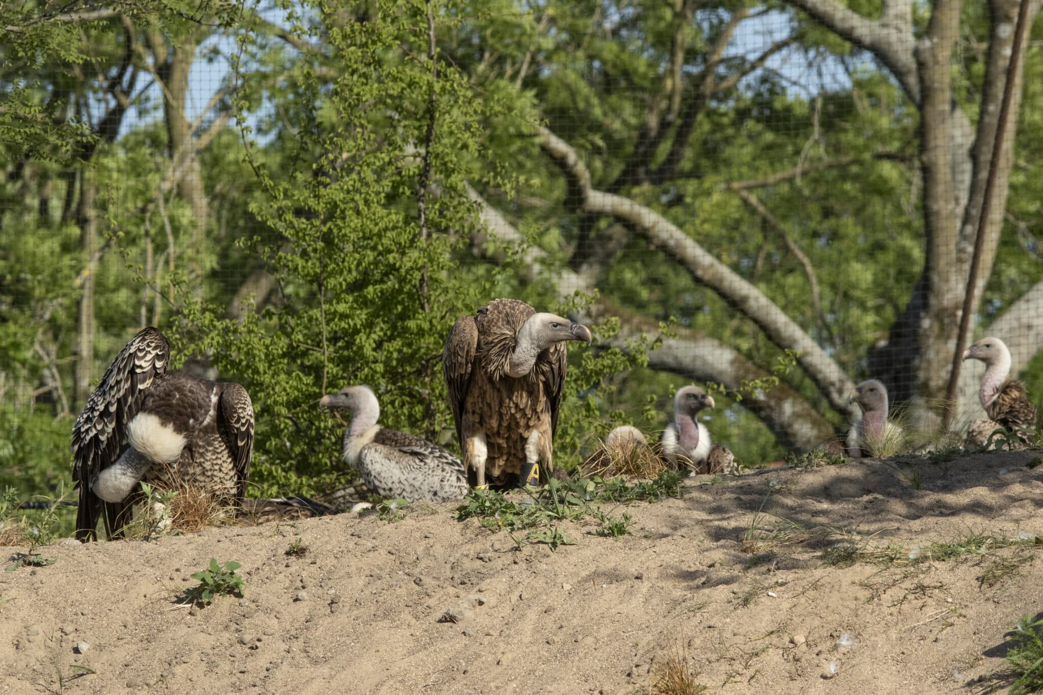 250514 Avifauna Gieren 02