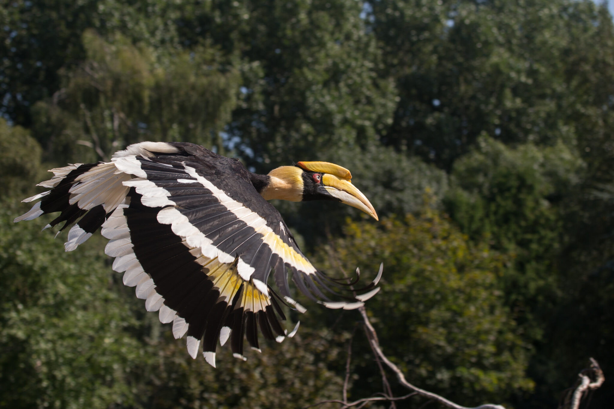 Vogeldemonstratie