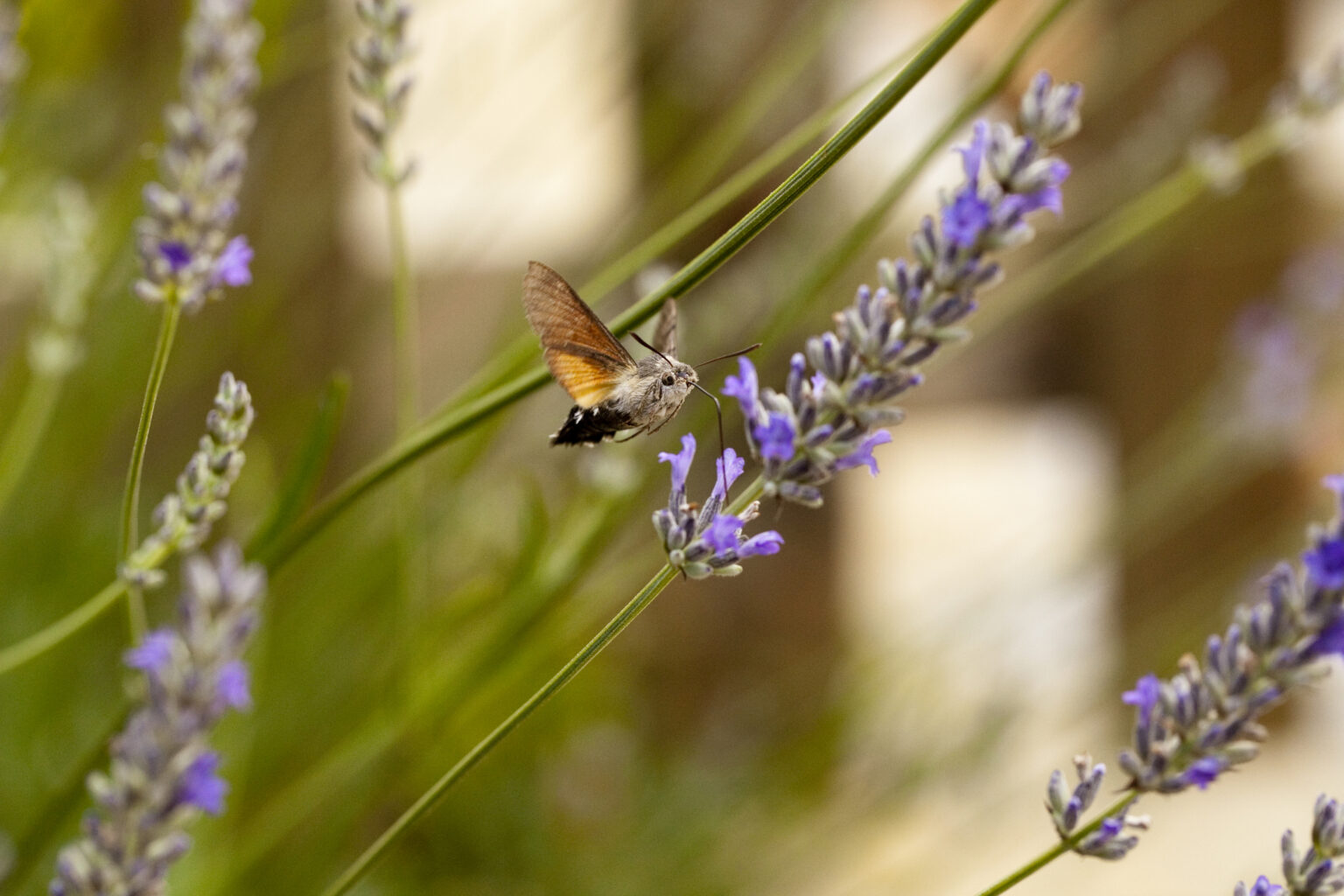 Kolibrievlinder Enkel