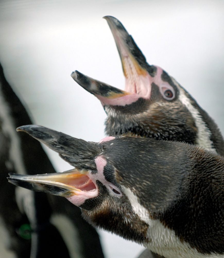 humboldt pinguïns