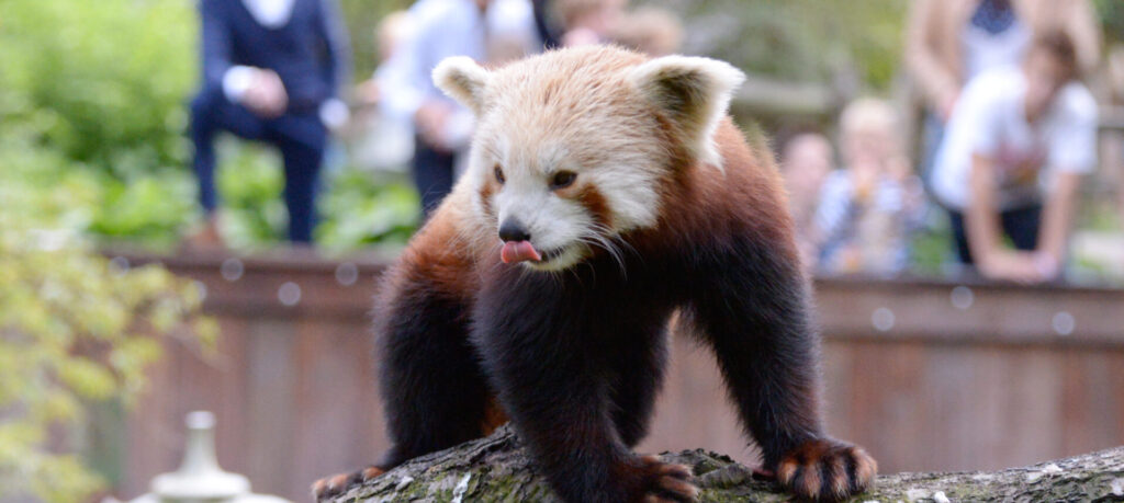 Rode panda met publiek