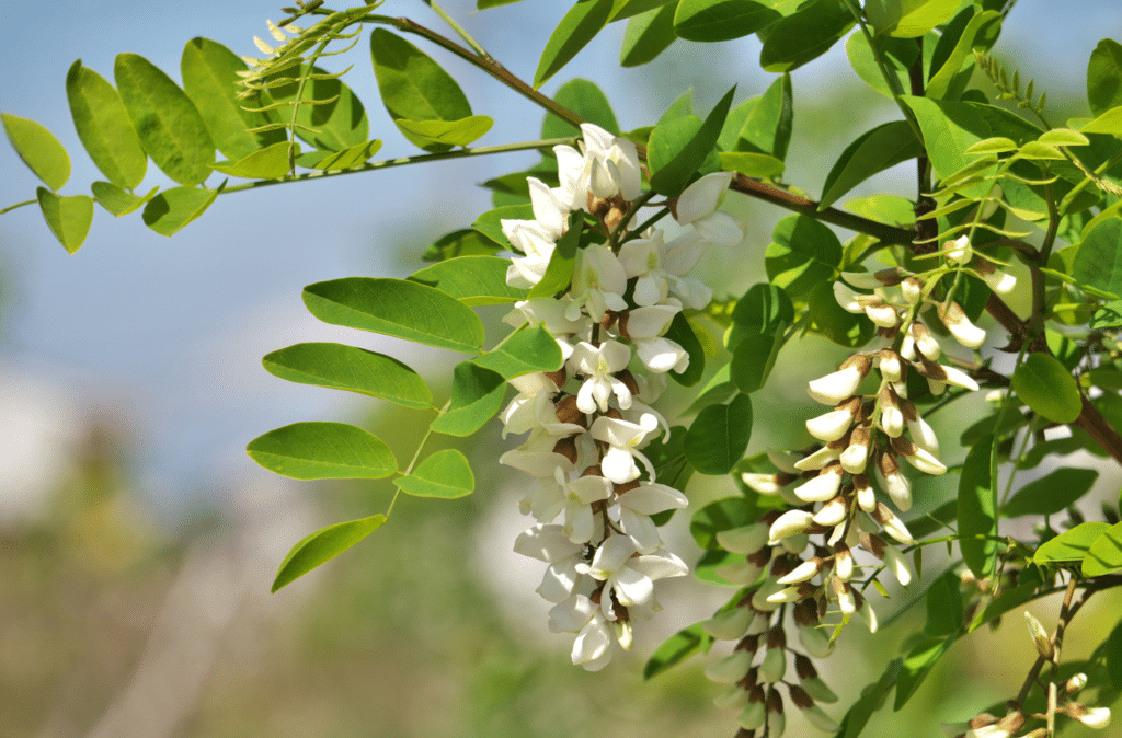 Rondje Valse Acacia