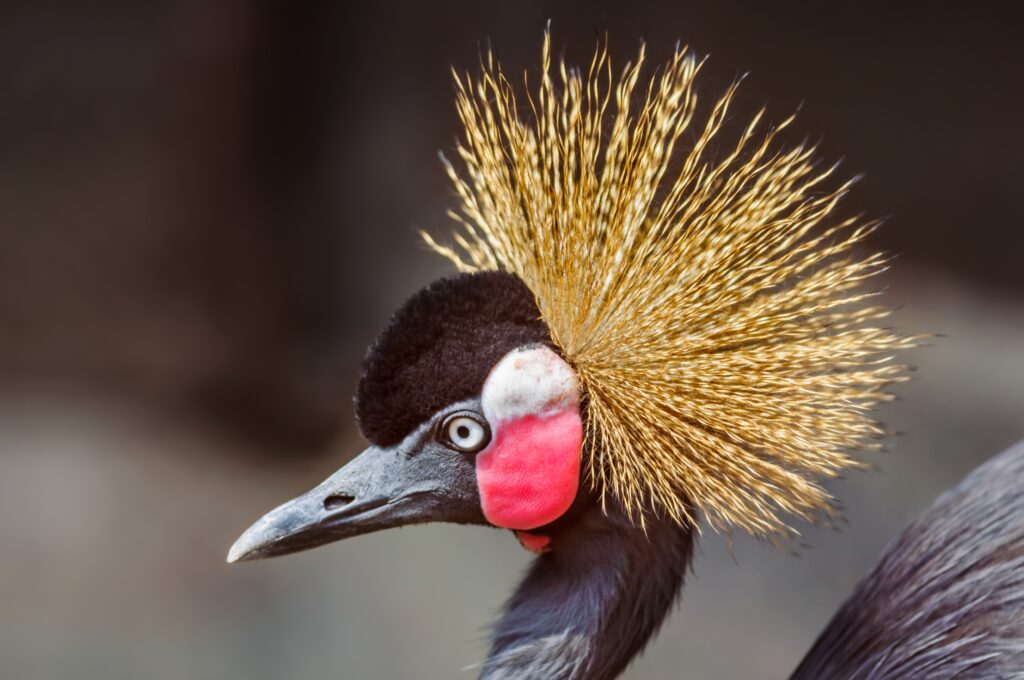 Zwartekroonkraanvogel