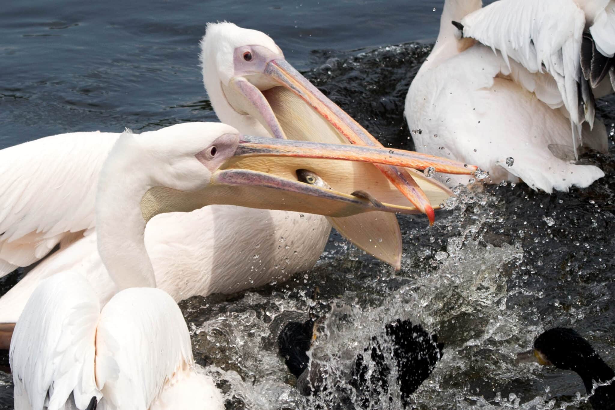 Voederpresentatie Pelikanen