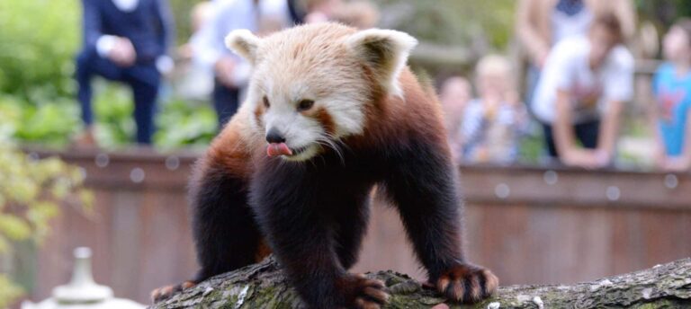 Rode panda verblijf