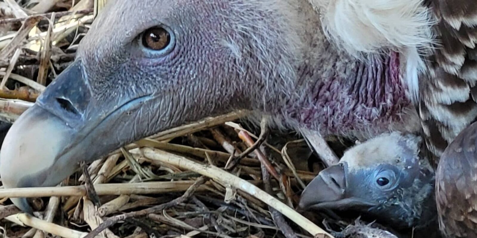 PRIMEUR SAMENWERKING VIER DIERENTUINEN