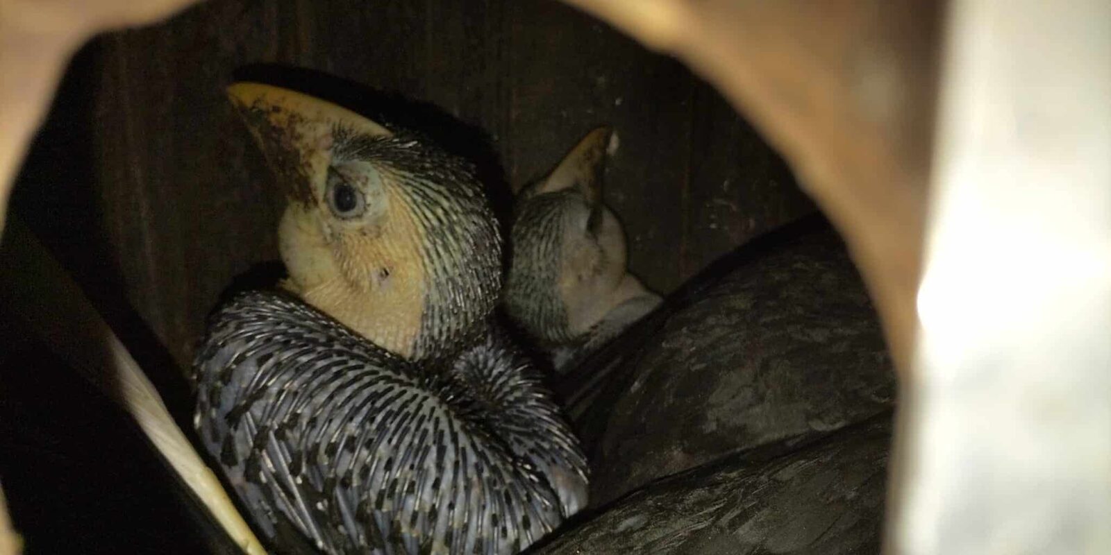 Geribbelde neushoornvogels uit het ei!