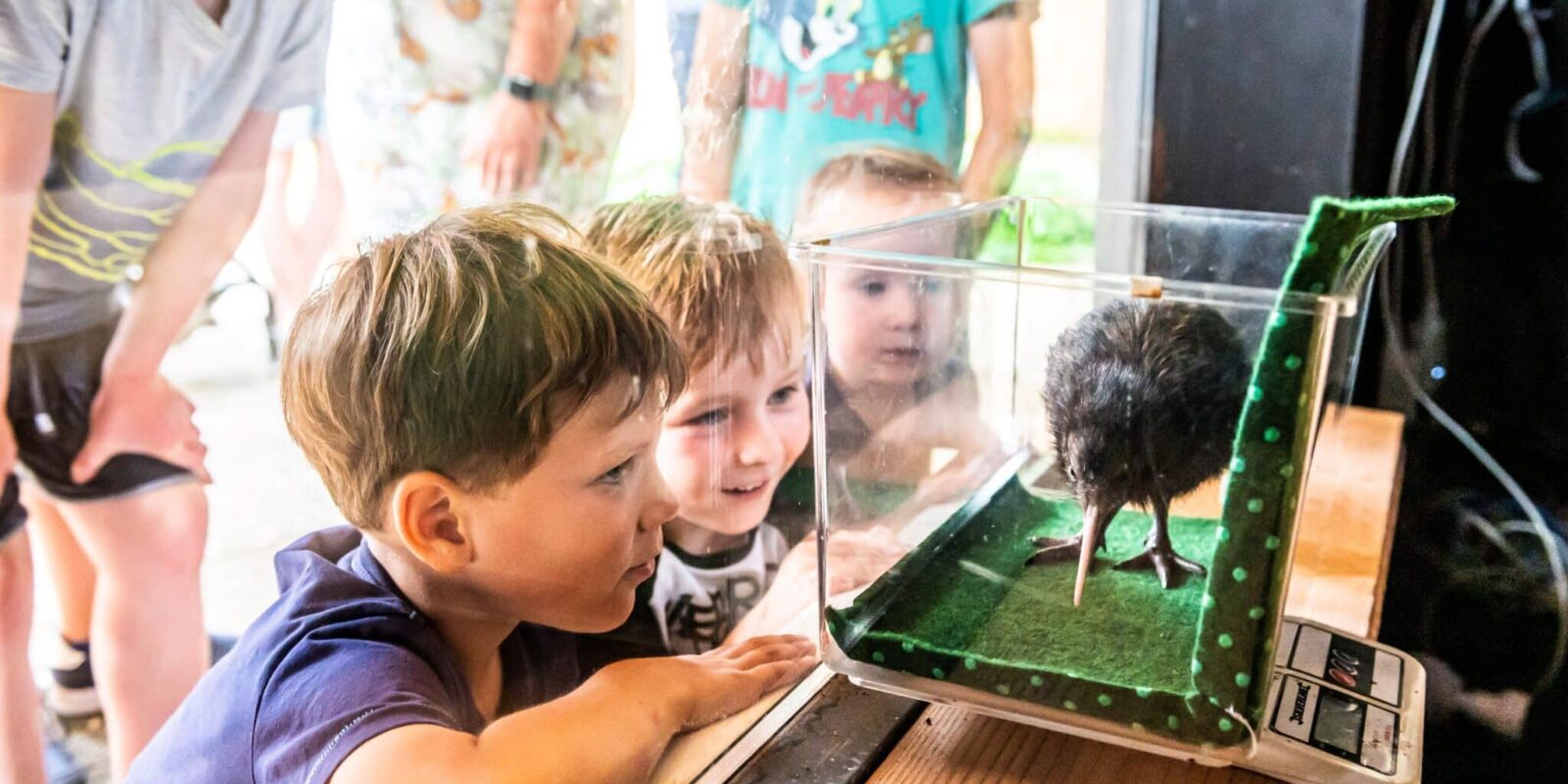 Bijzonder! Kiwi uit het ei