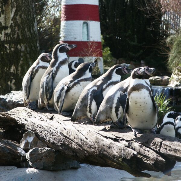 Pinguïn 