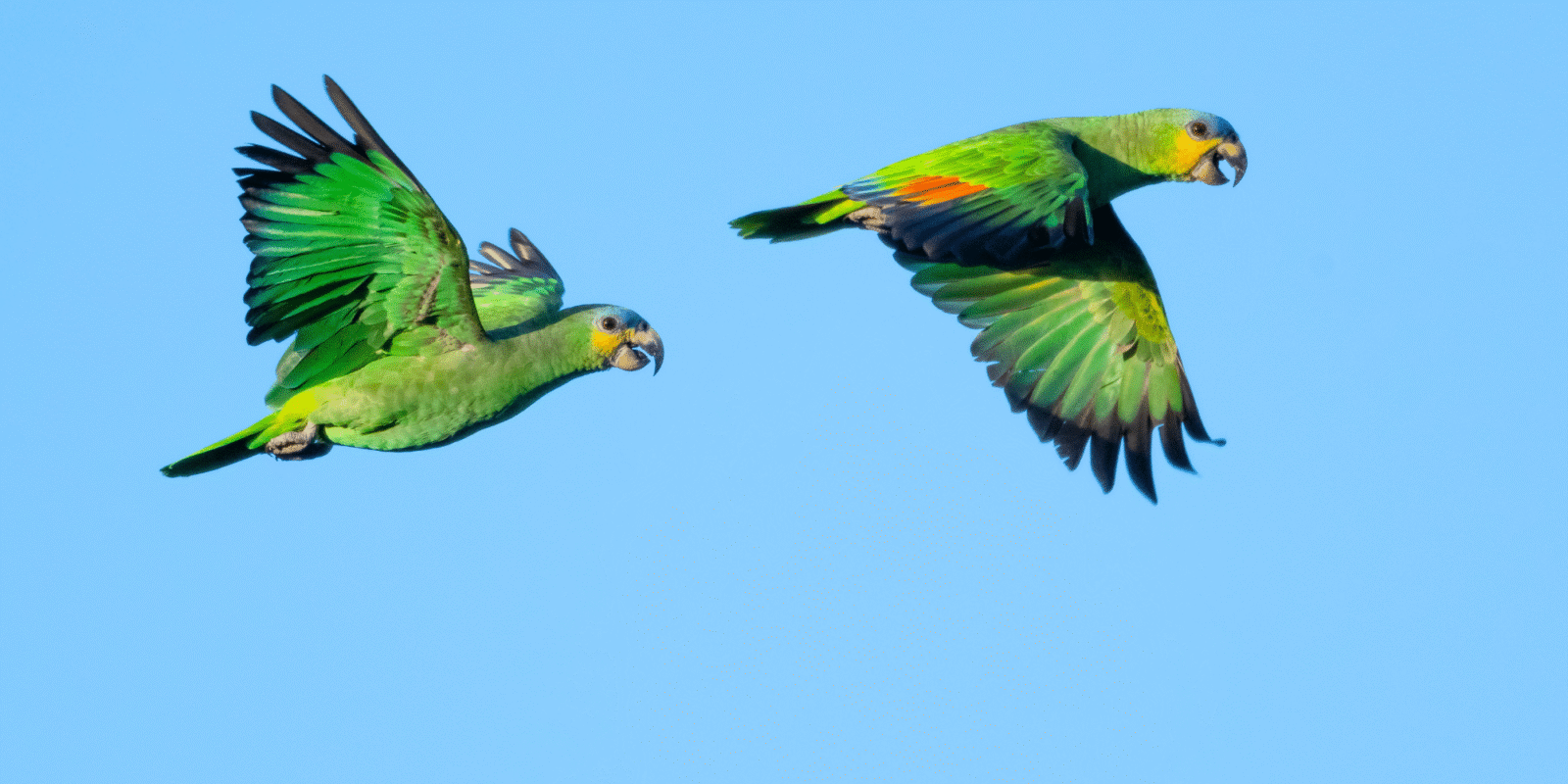 Herintroductie geelvleugelamazone op Aruba