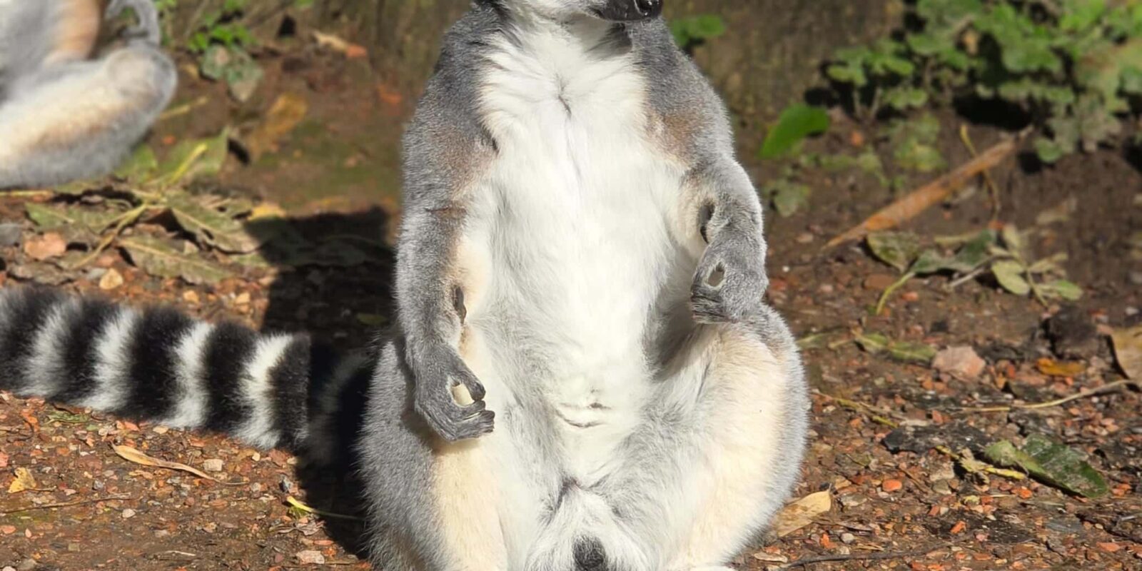 Herfstvakantie en Madagaskardag