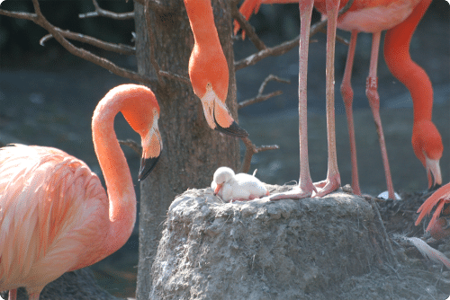 Flamingo Baby