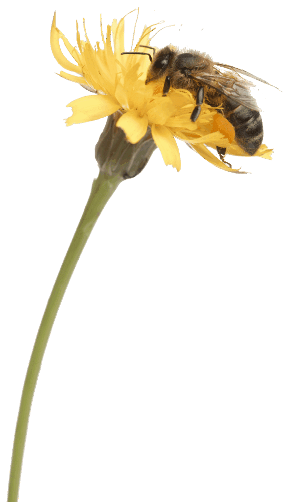 Bij Op Bloem 01