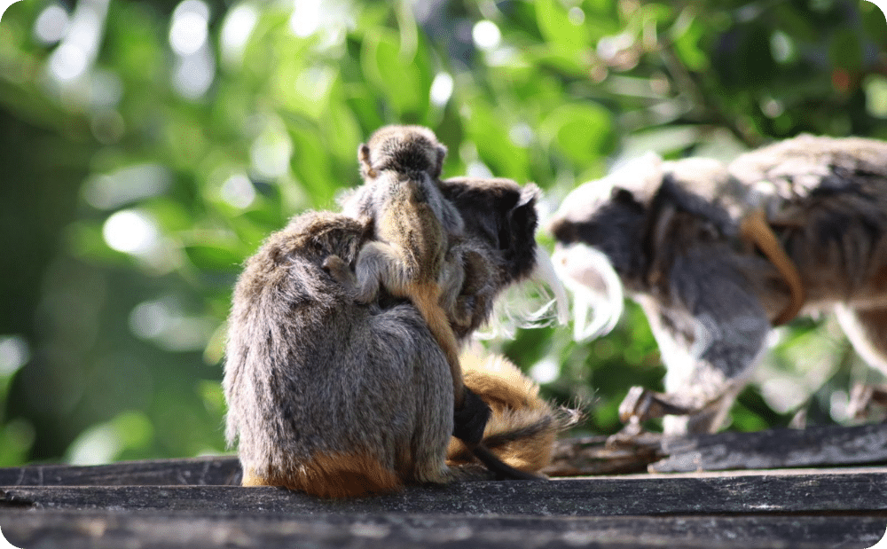 Keizertamarin Met Jong