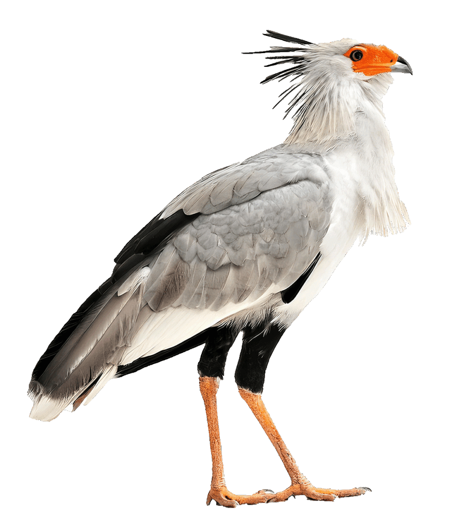 Vogel