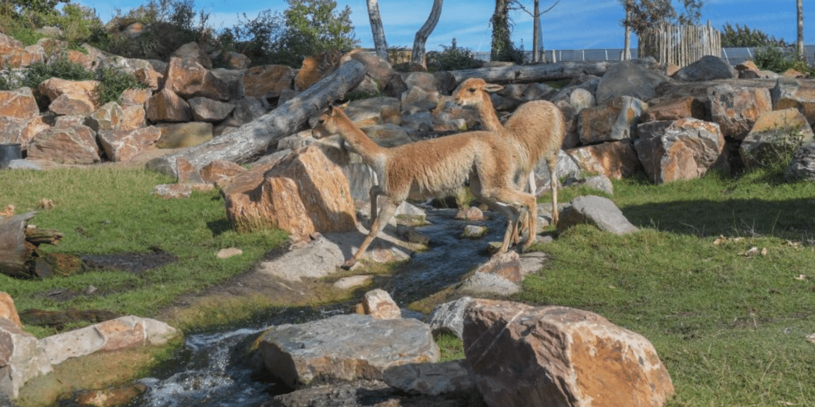 Vicuña-herfstjong