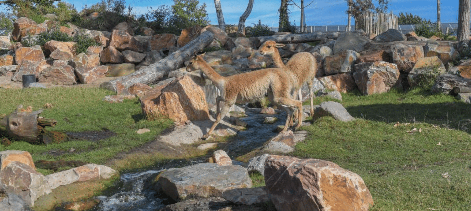 Vicuna