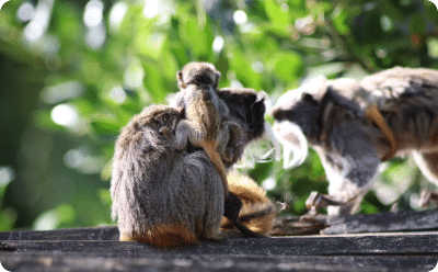 Keizertamarin Met Jong