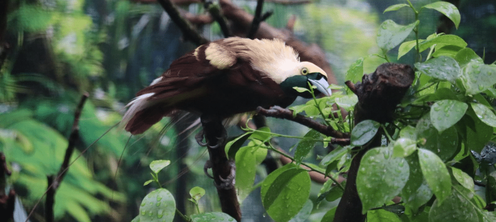 Paradijsvogel Header (2)