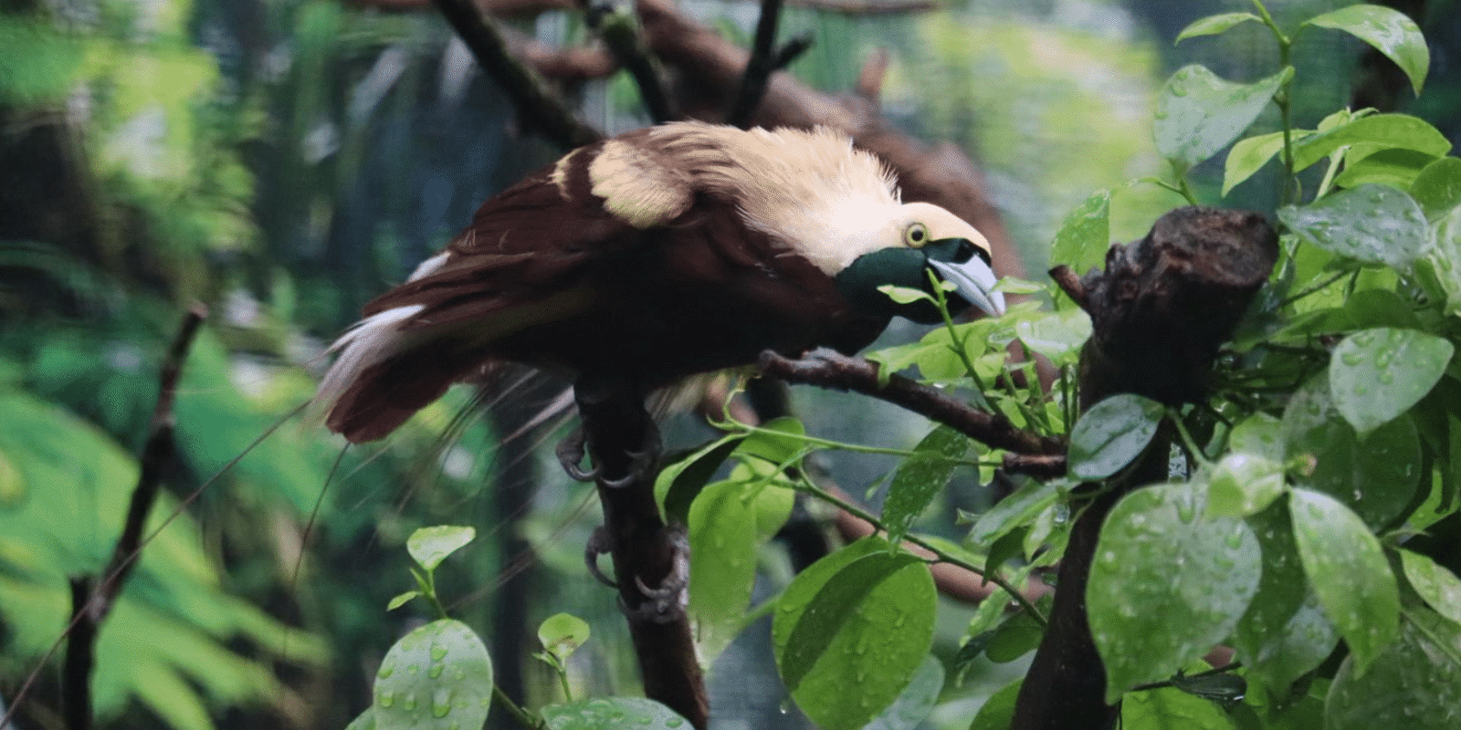 Nieuw – kleine paradijsvogel