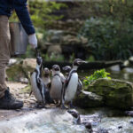 Pinguïns
