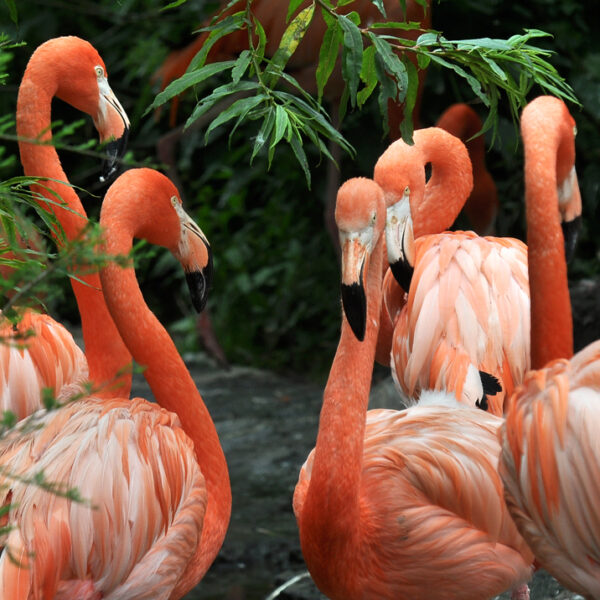 Flamingo