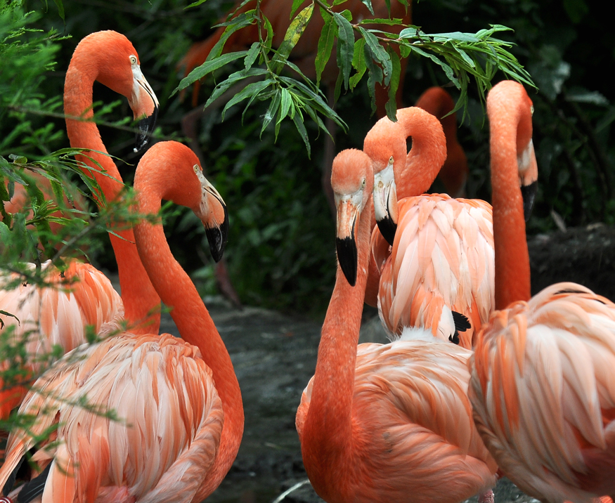 Vijf flamingo's