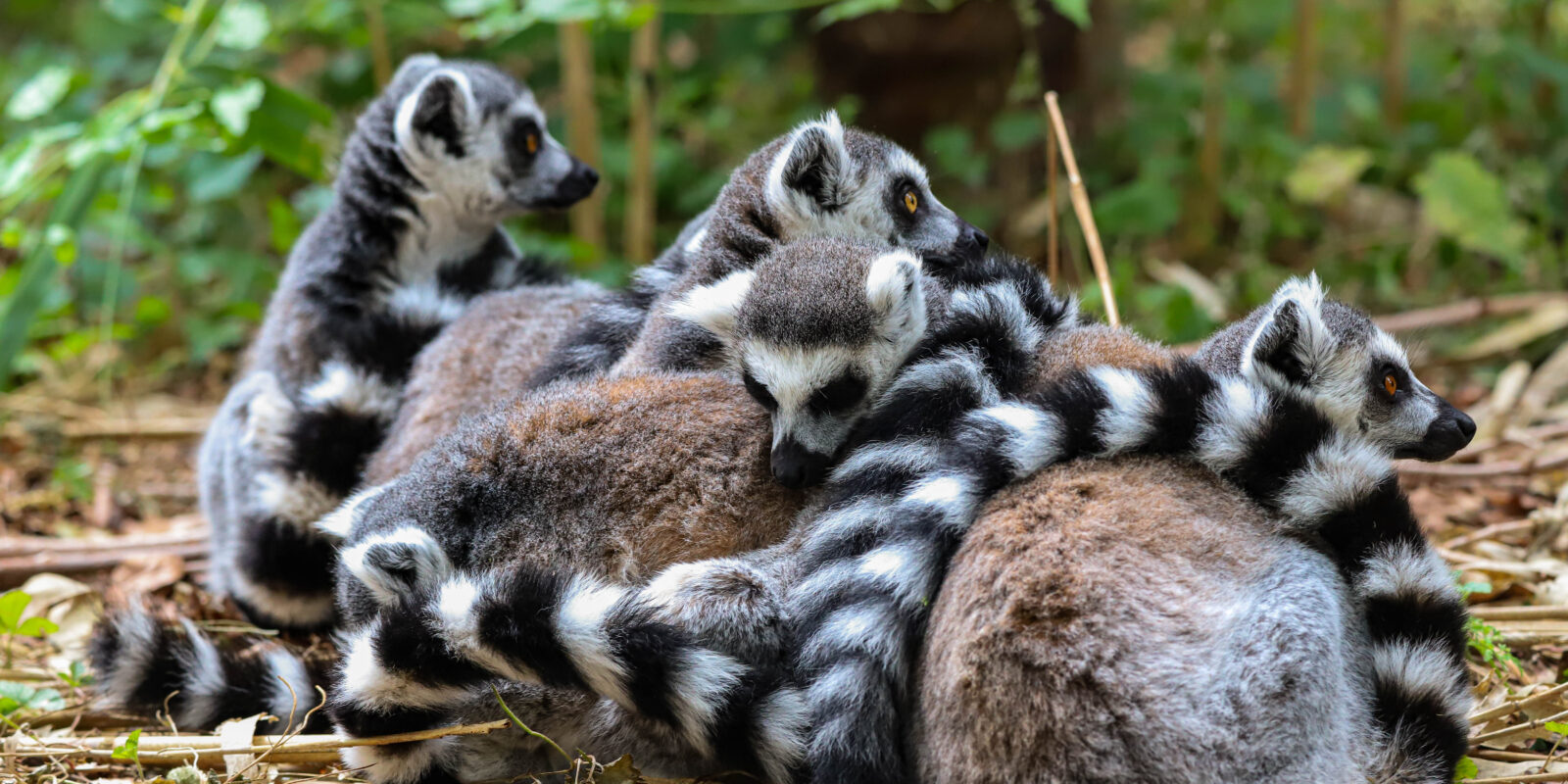 Madagaskardag 2026