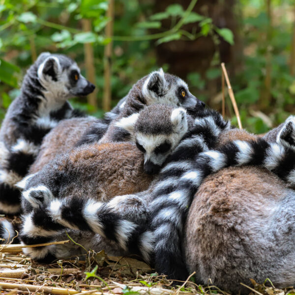 Ringstaartmaki 