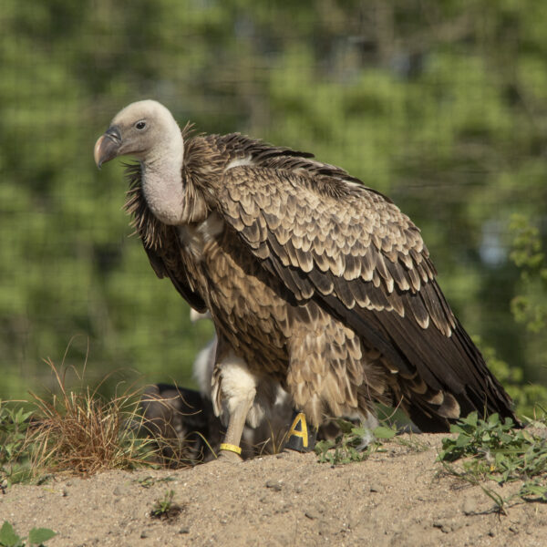 Gieren
