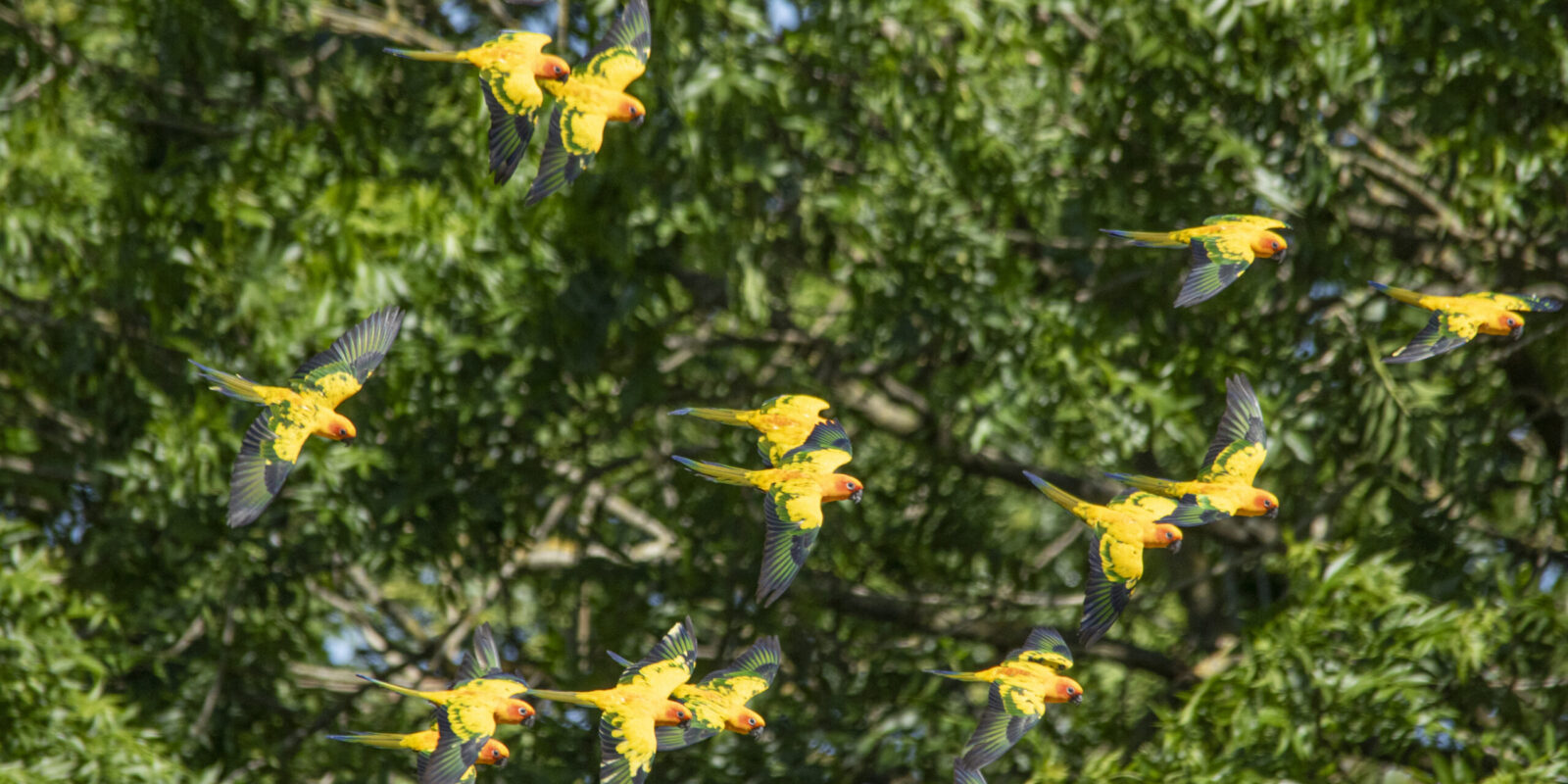 Avifauna nieuwsbrief