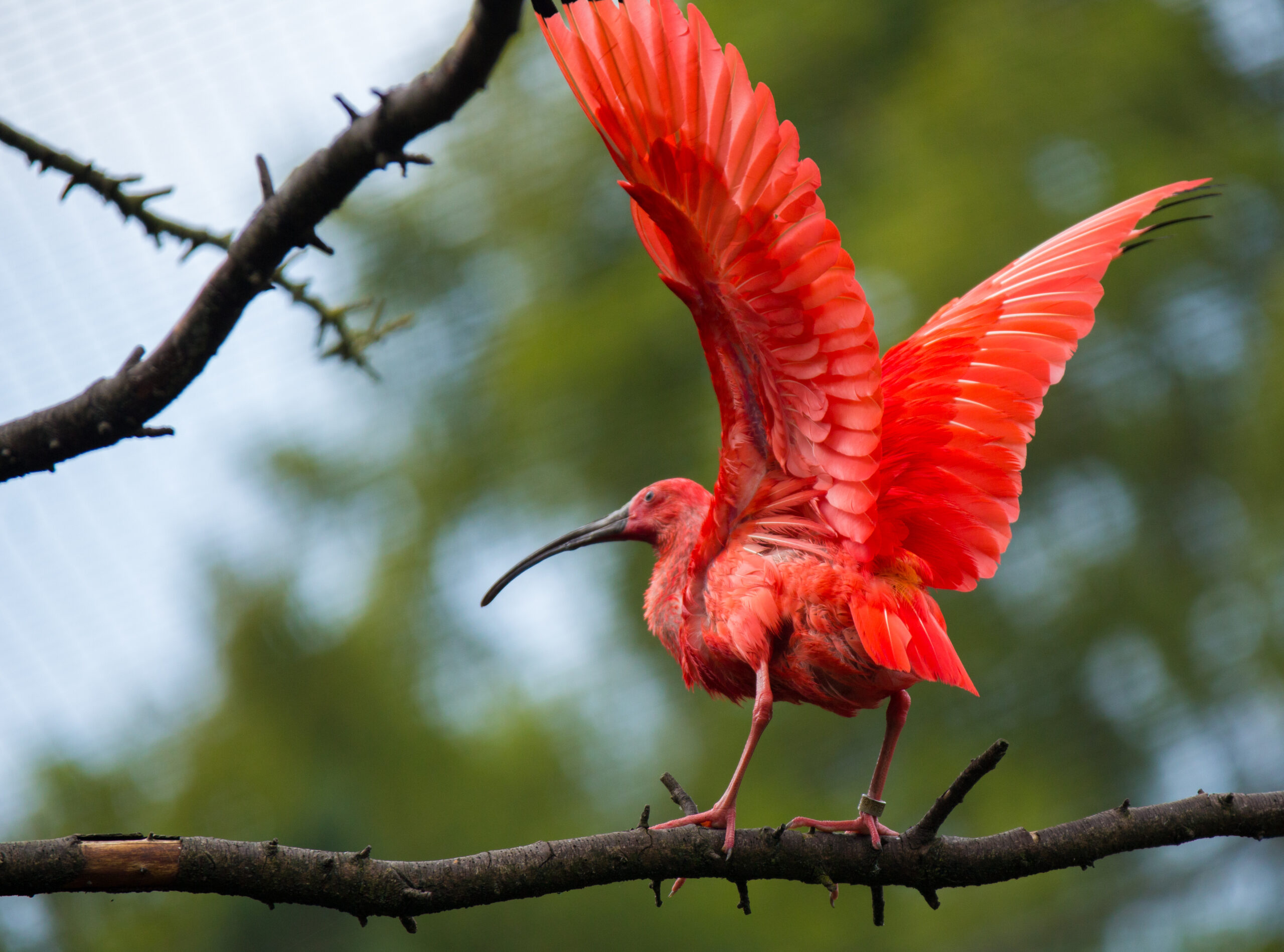 Rode ibis