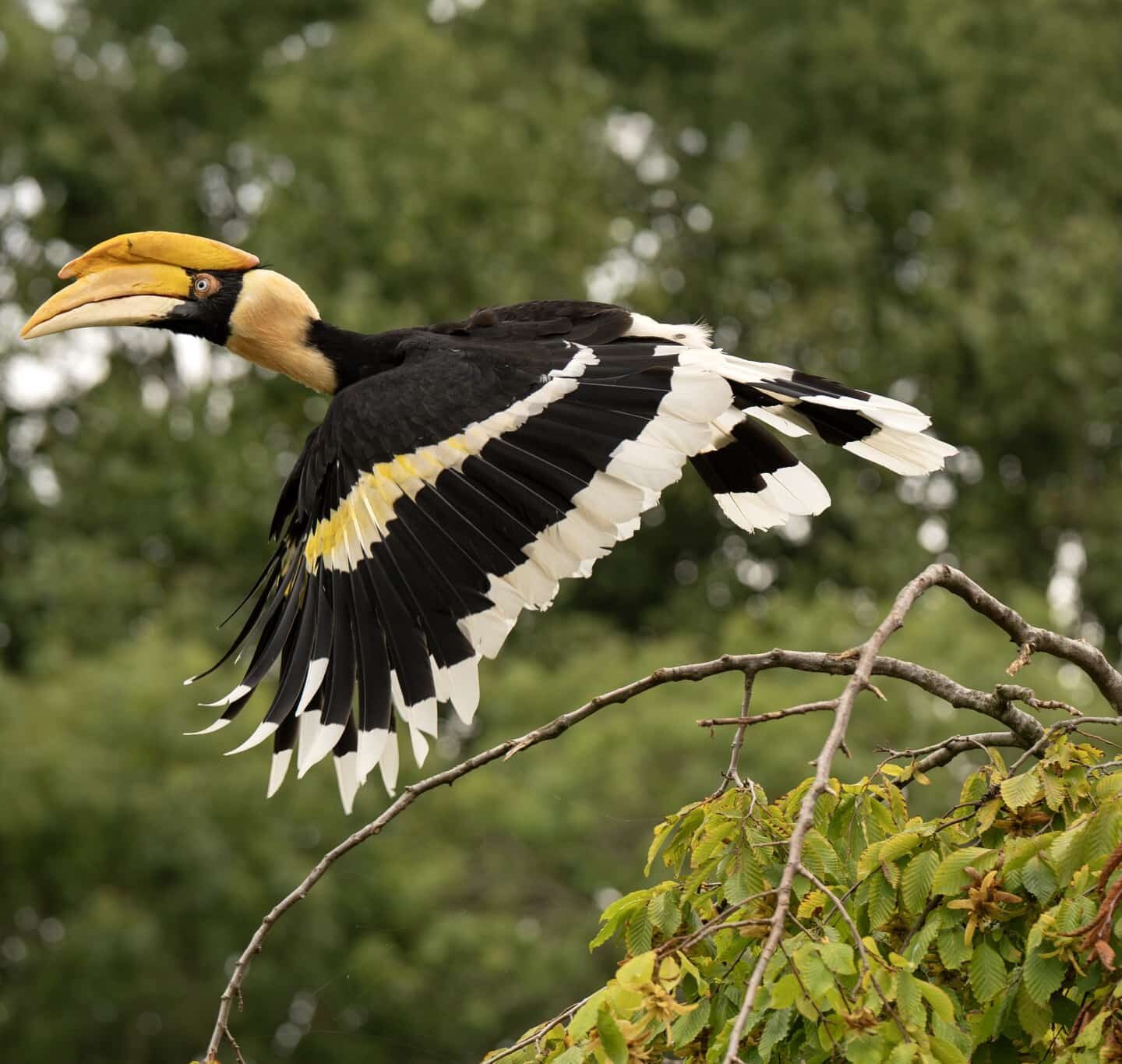 dubbele neushoornvogel