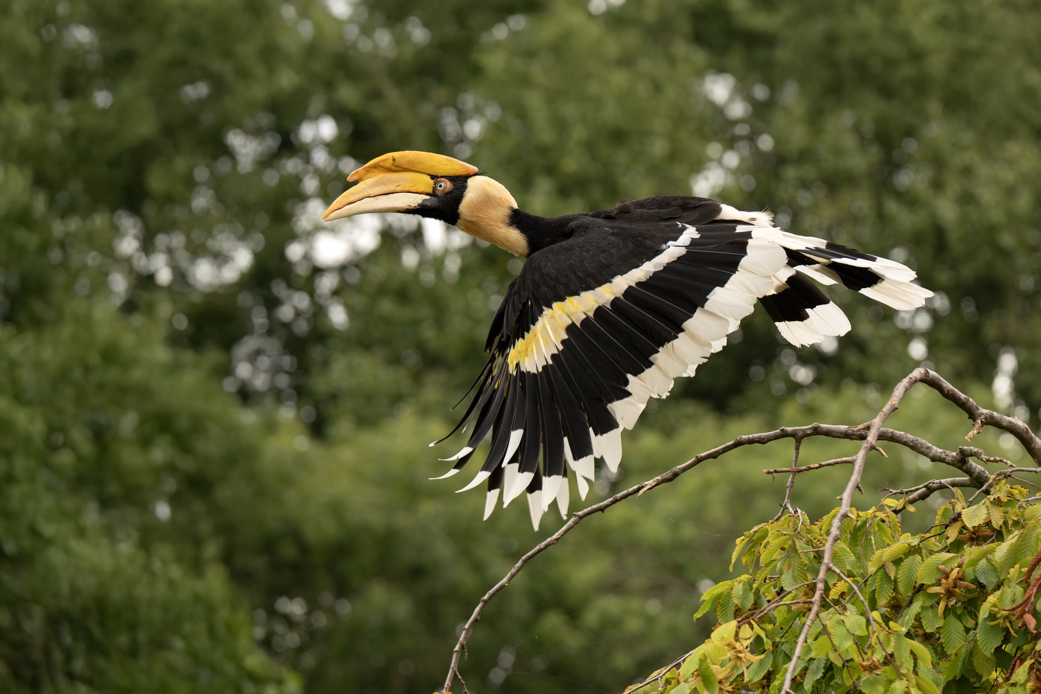 dubbele neushoornvogel