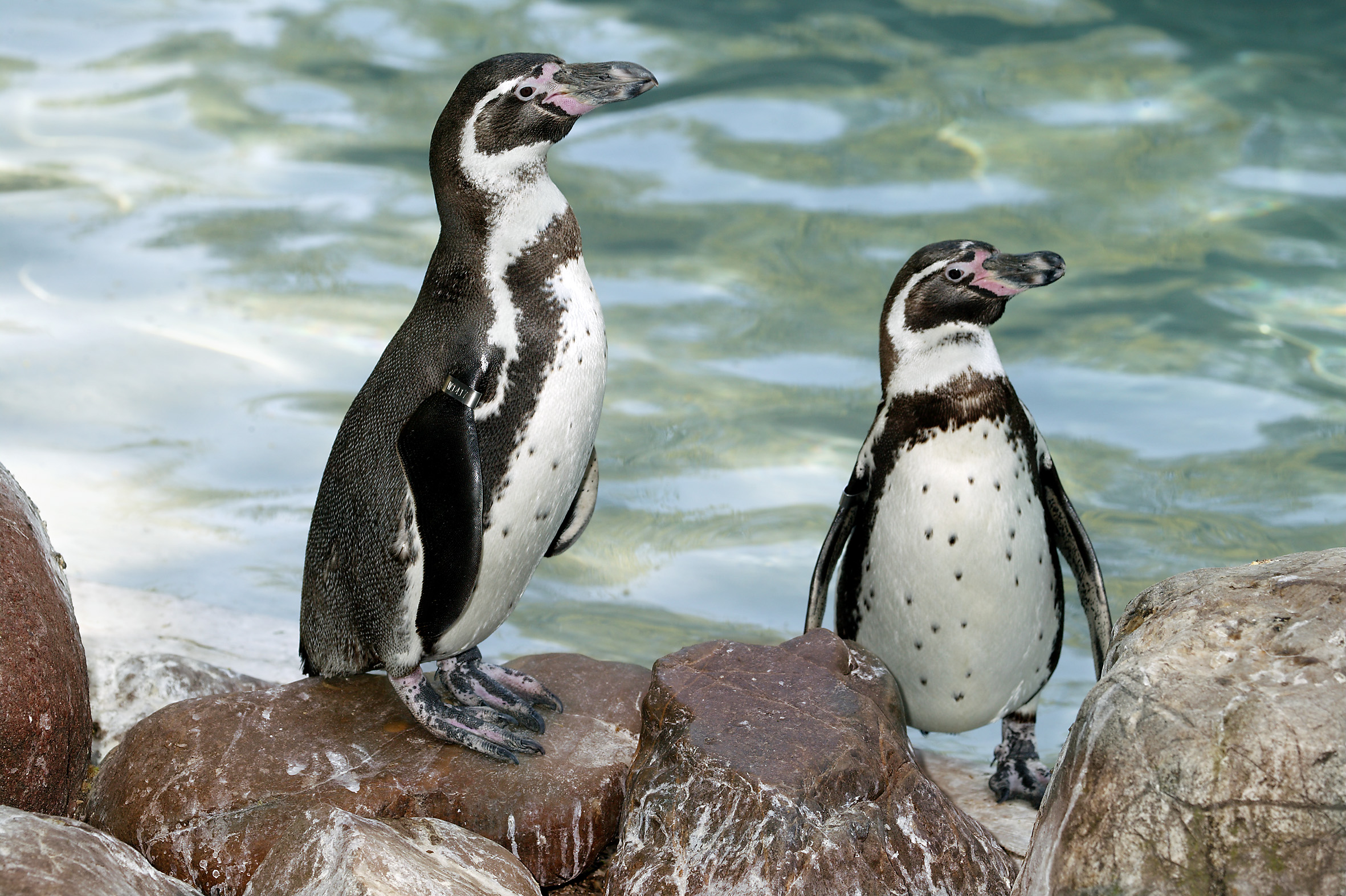 Humboldt pinguïn