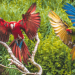 Vogeldemonstratie