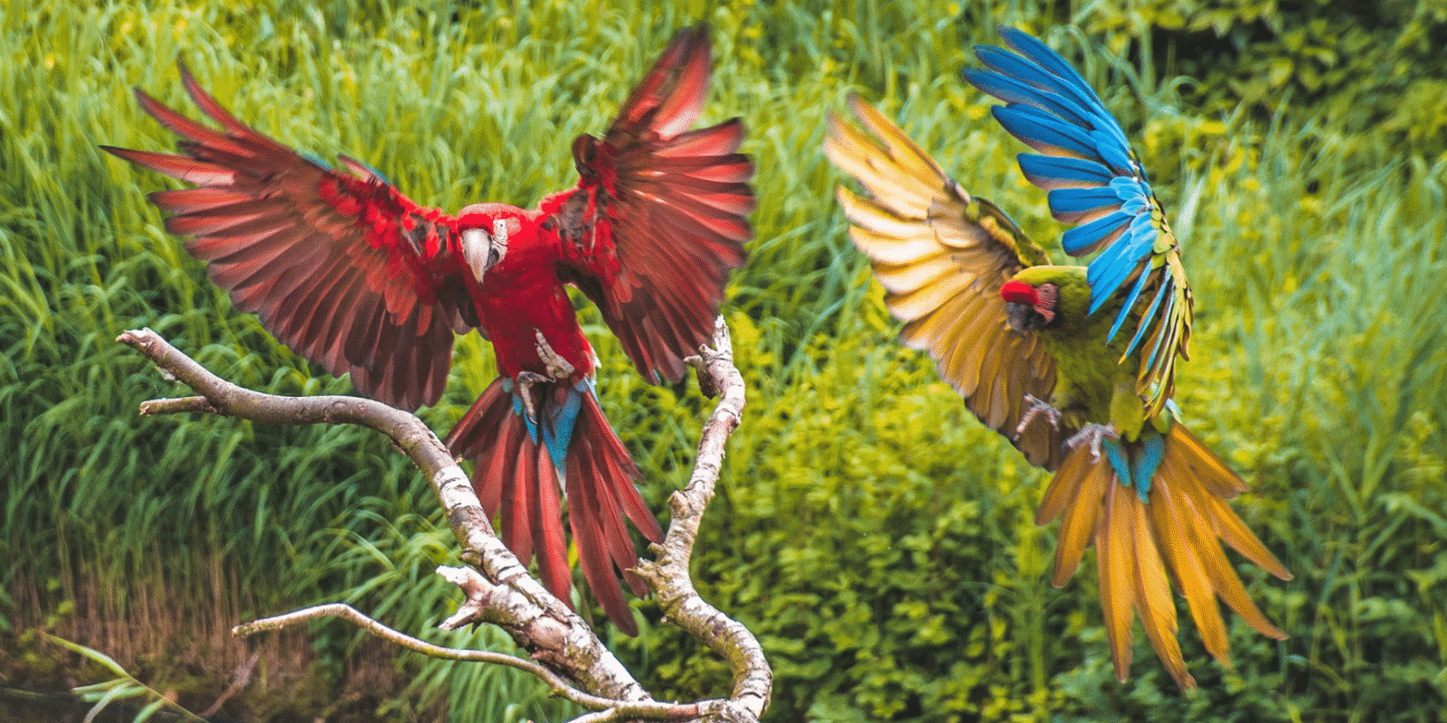 Vogeldemonstratie