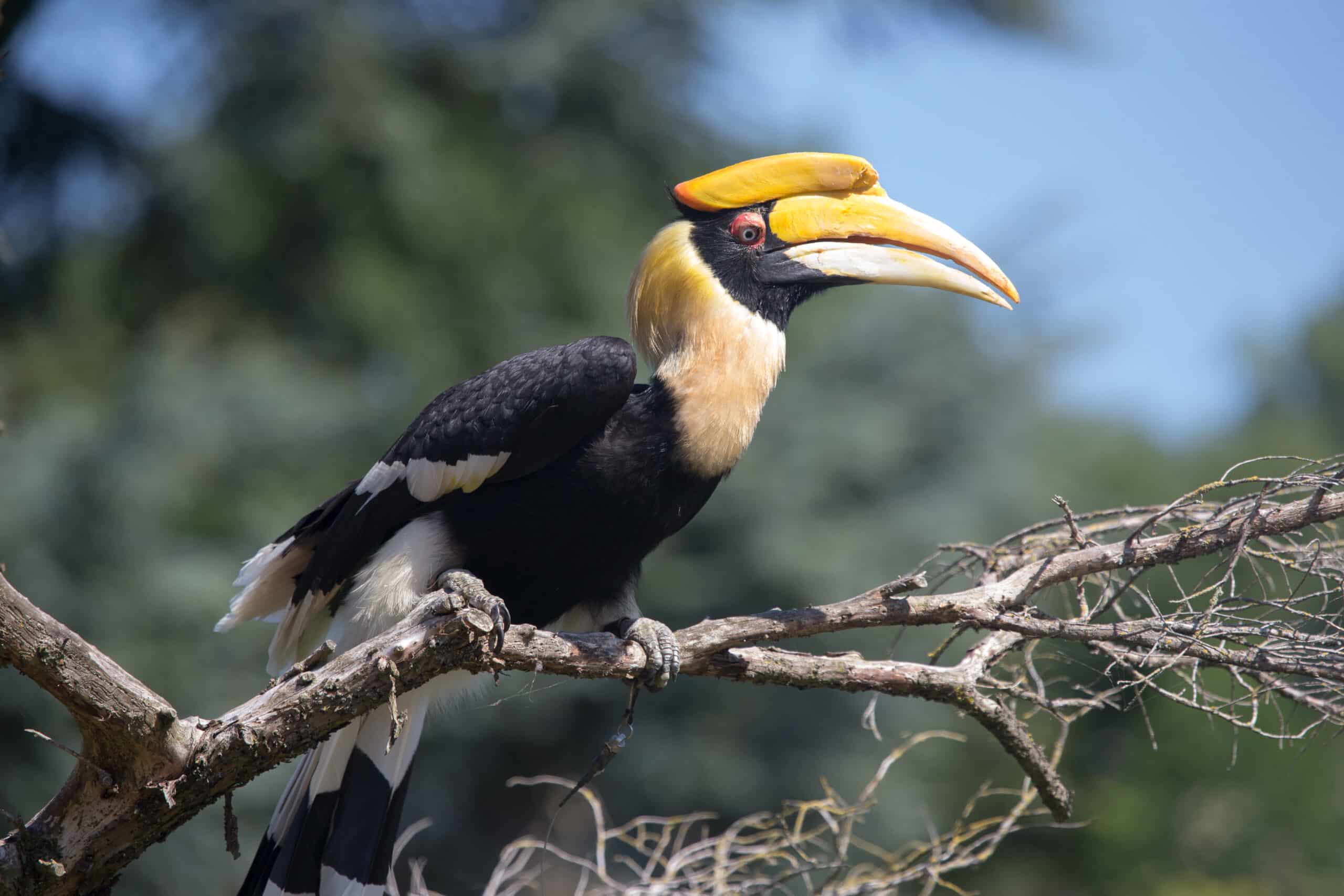 Dubbele neushoornvogel op tak