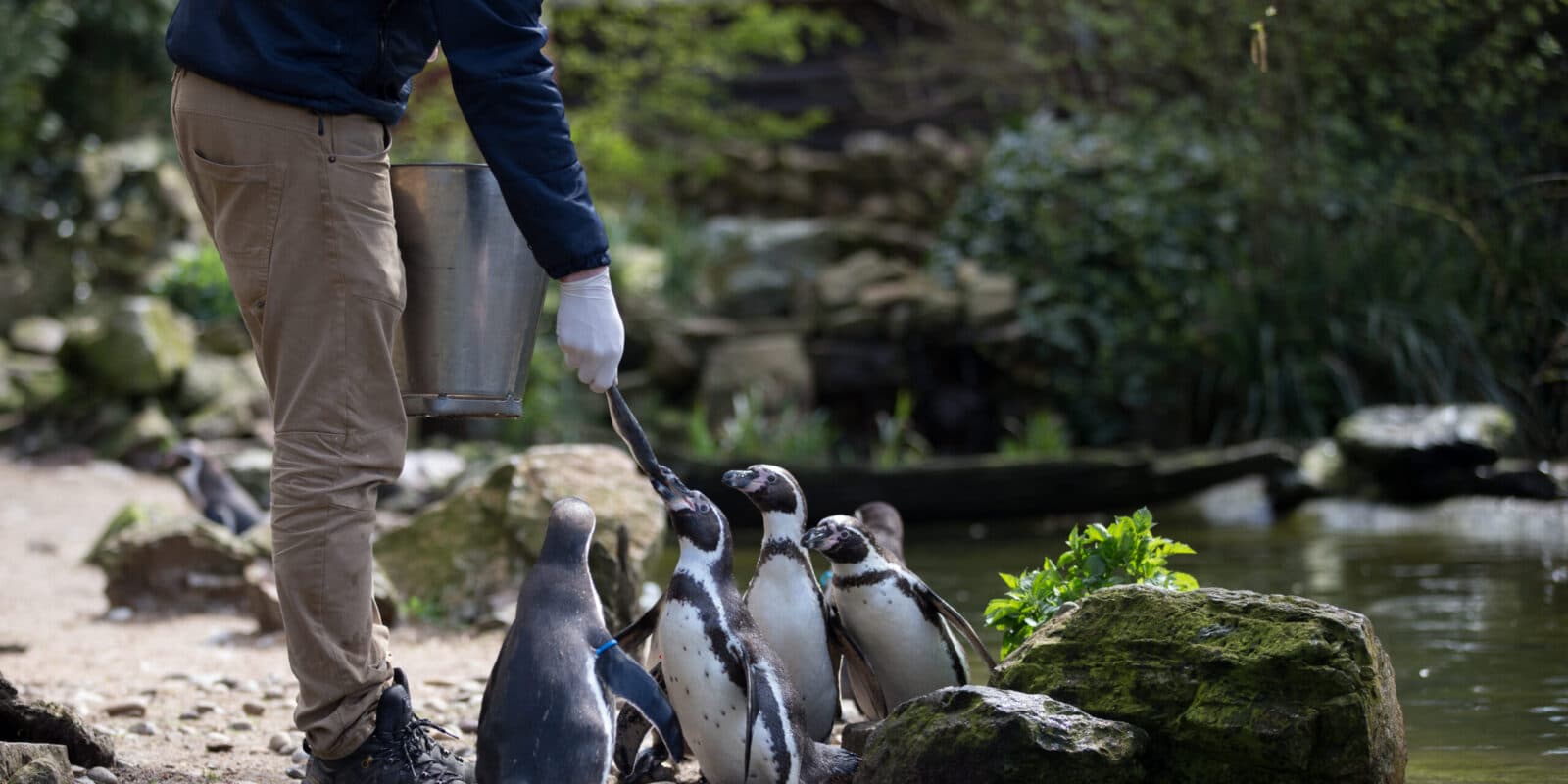 Voeren pinguïns