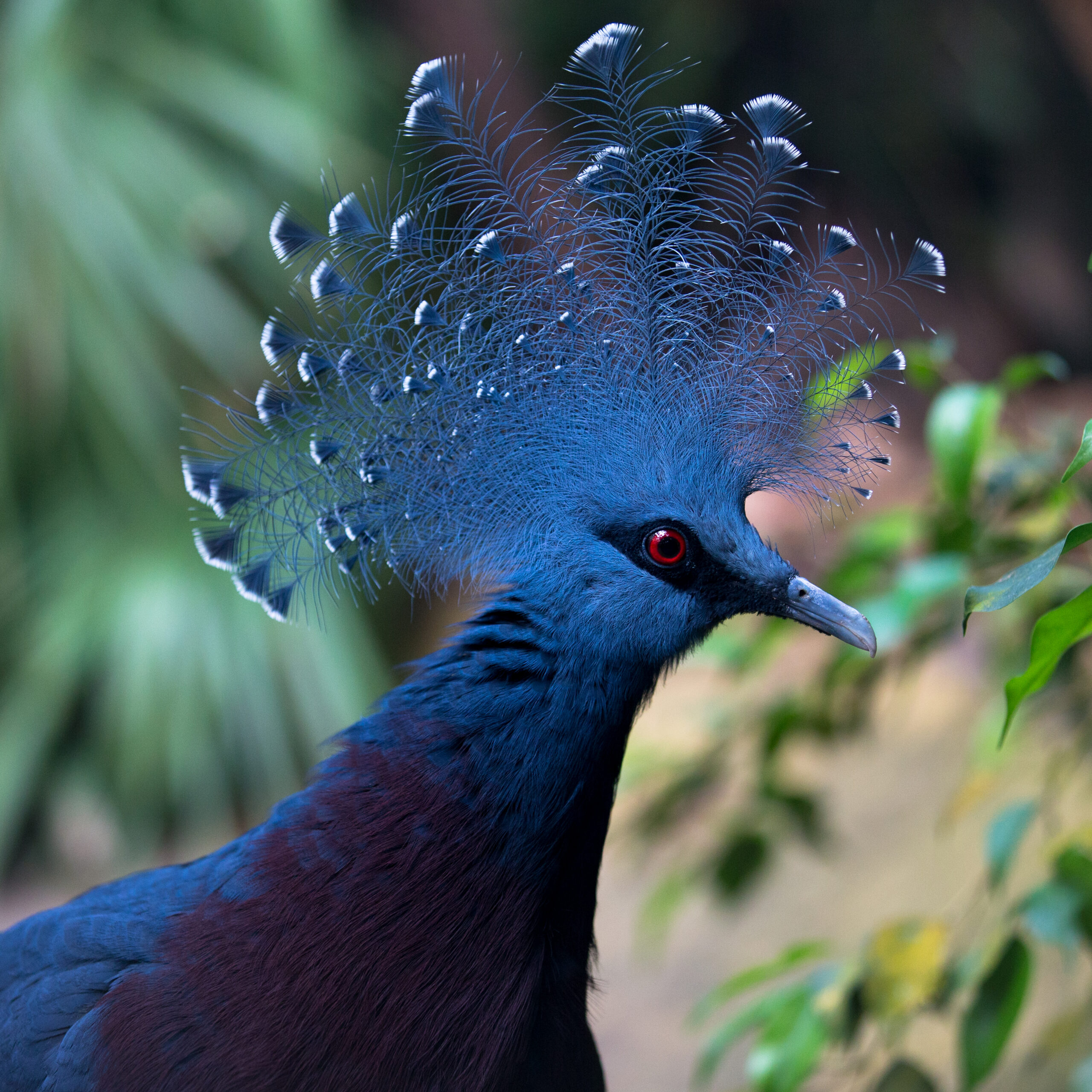 Kroonduif