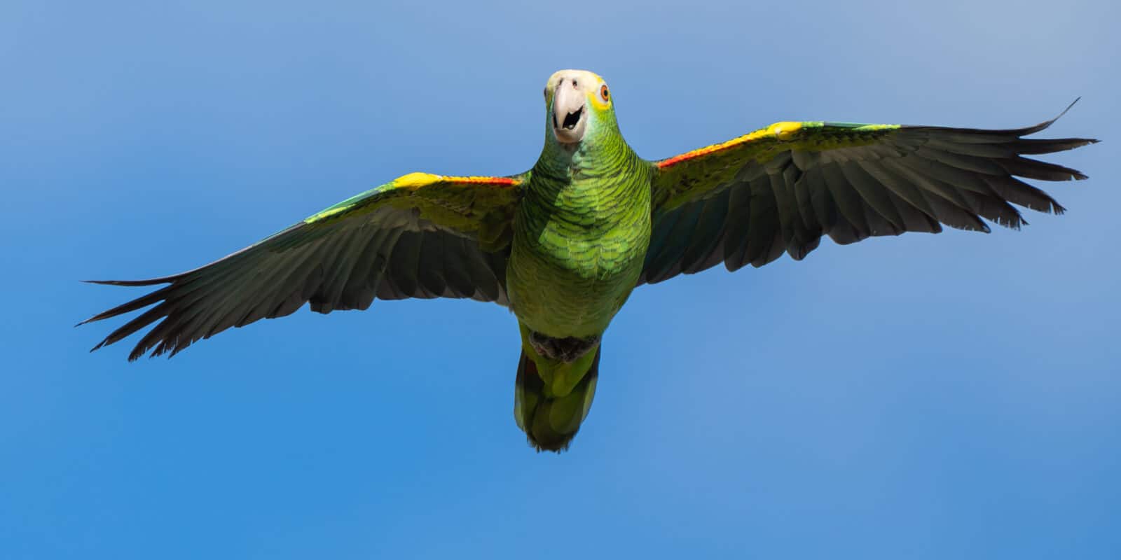 Herintroductie geelvleugelamazone op Aruba