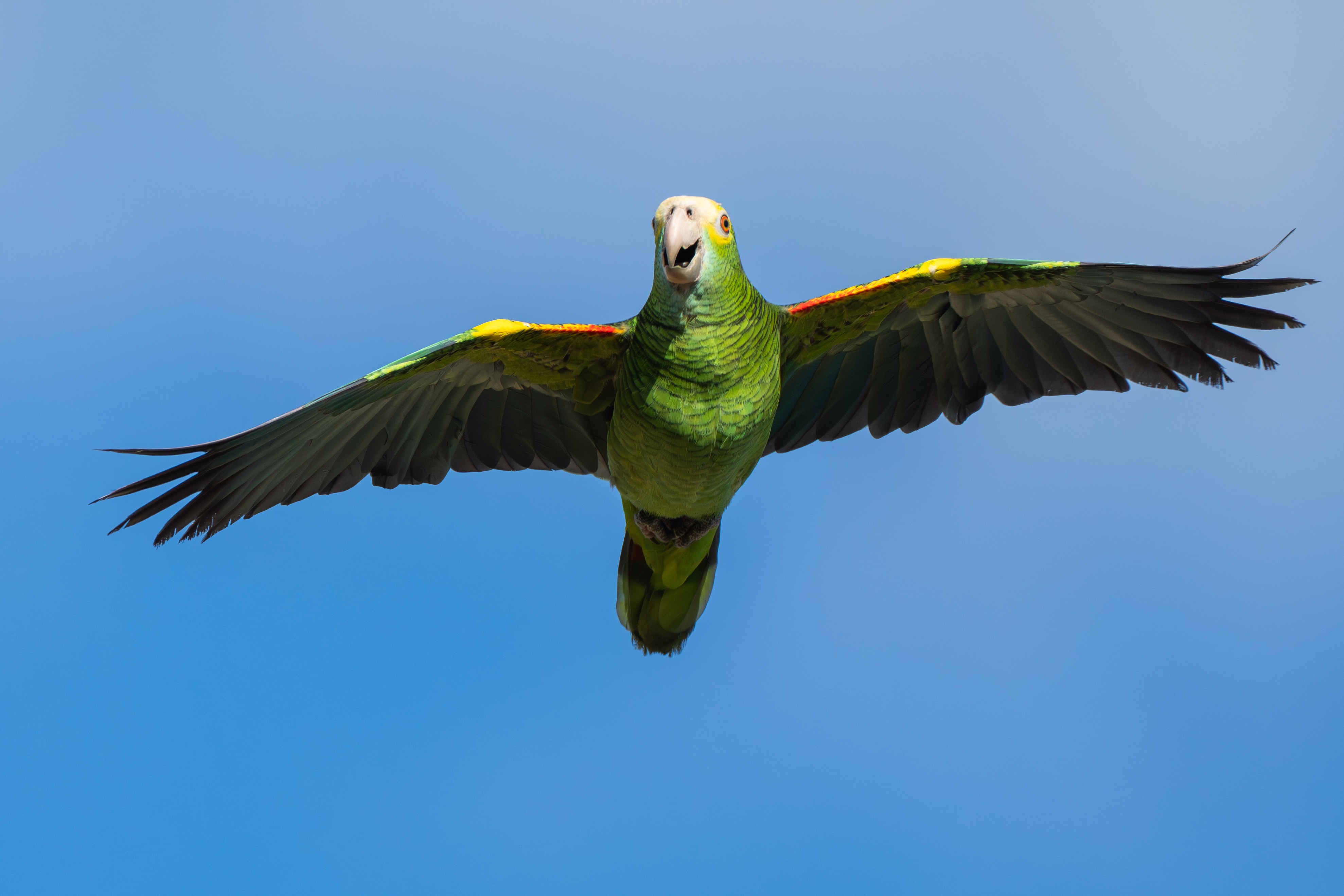 Herintroductie geelvleugelamazone op Aruba