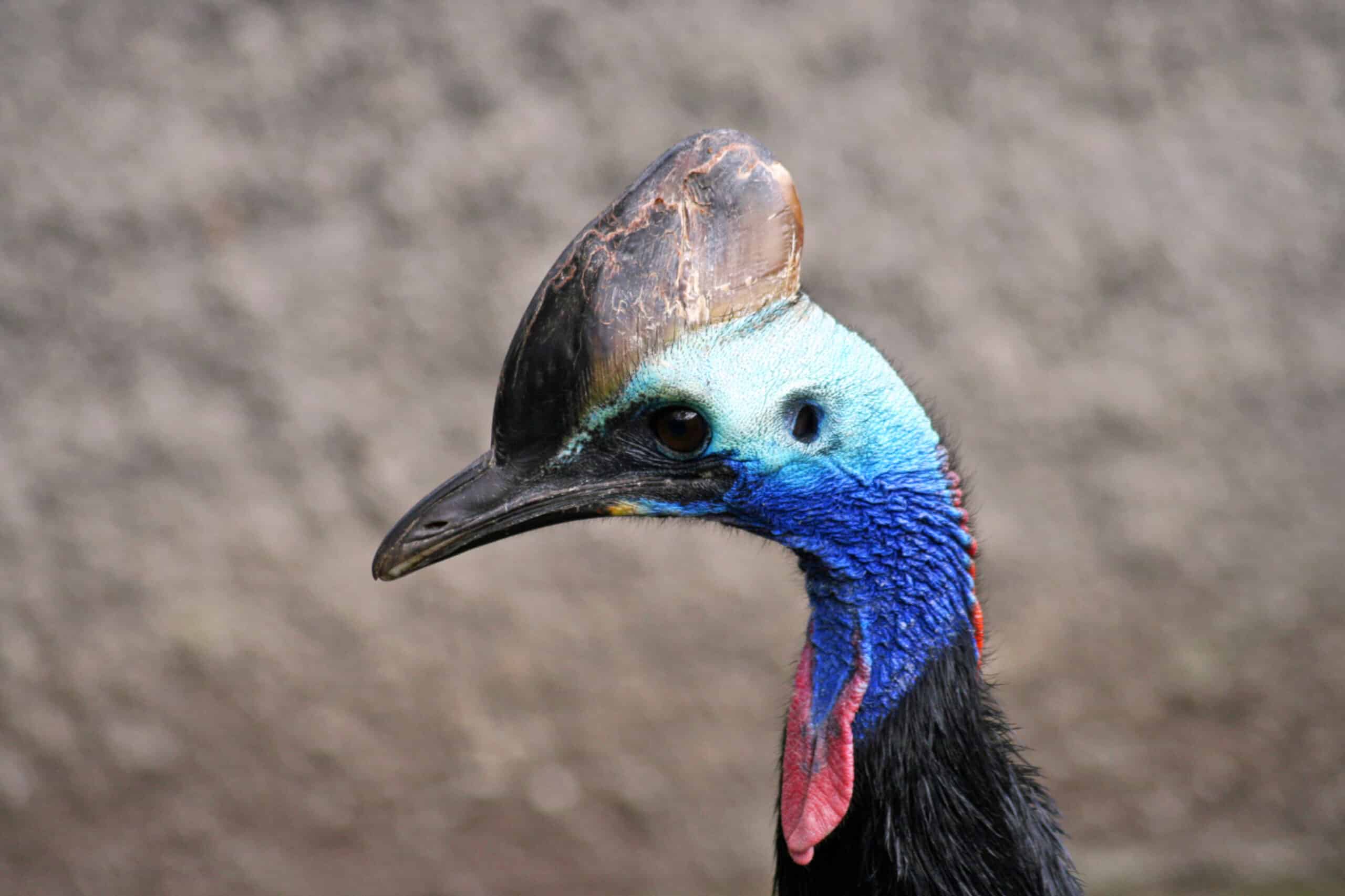 Helmkasuaris