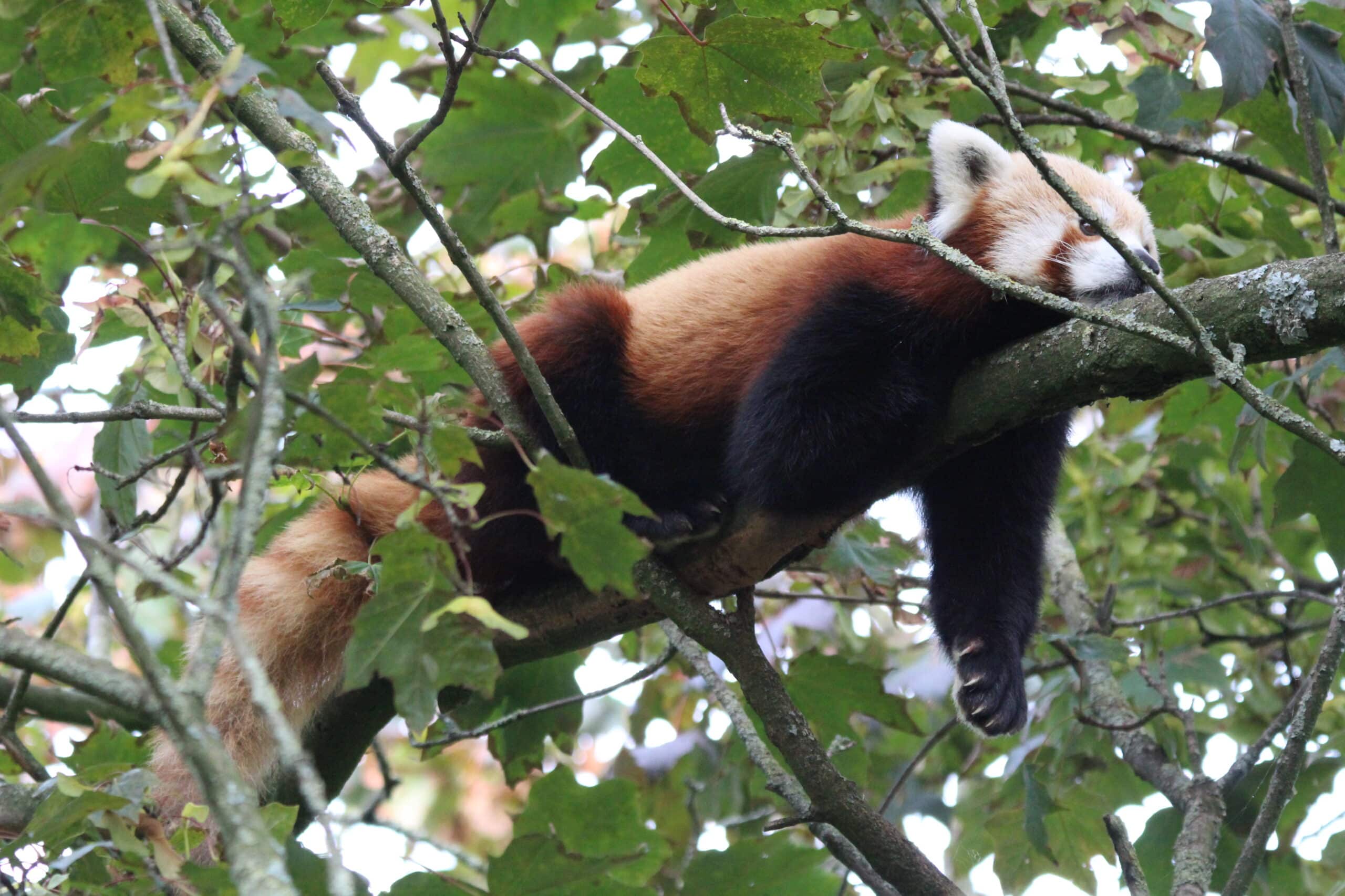 Rode panda liggen