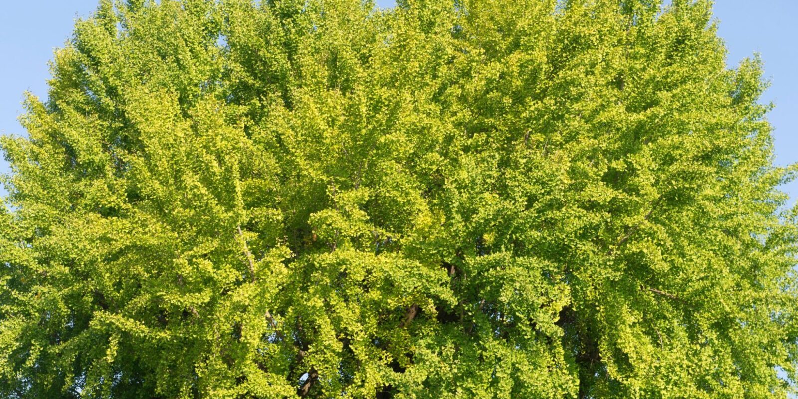 Japanse notenboom